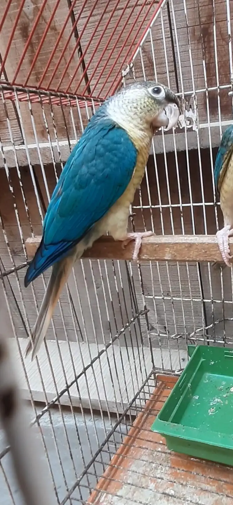 olive ringneck pair/ Blue or pineapple conure / cremino female — photo 2