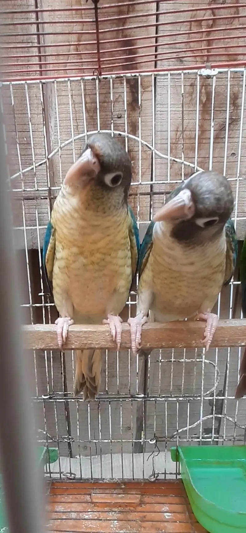 olive ringneck pair/ Blue or pineapple conure / cremino female — photo 3