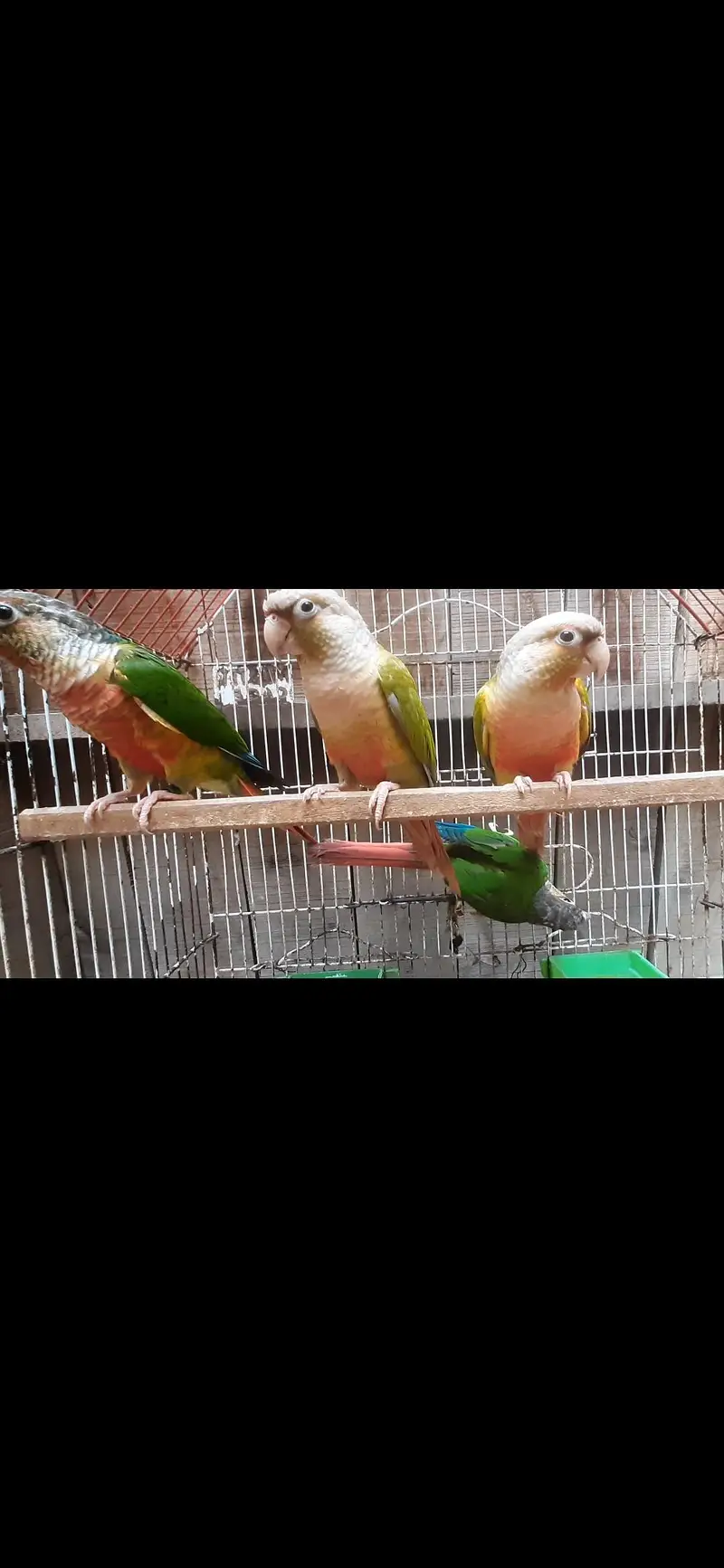 olive ringneck pair/ Blue or pineapple conure / cremino female — photo 4