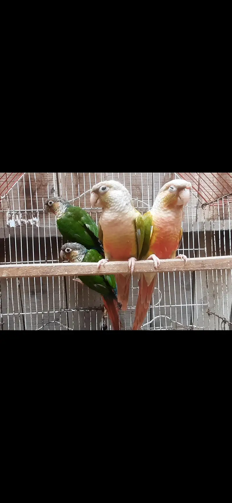 olive ringneck pair/ Blue or pineapple conure / cremino female — photo 5