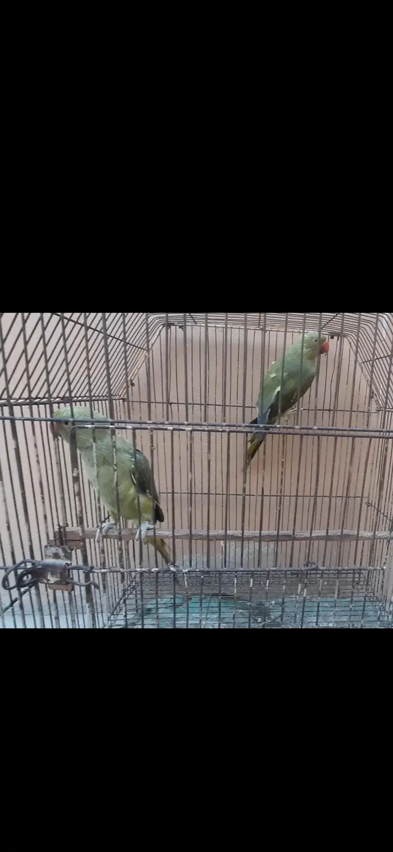 olive ringneck pair/ Blue or pineapple conure / cremino female — photo 6