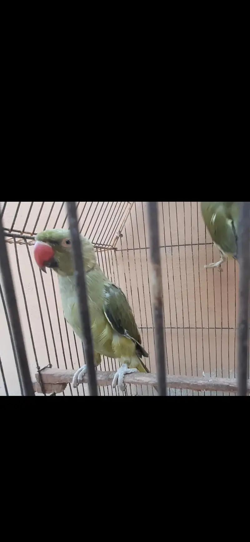 olive ringneck pair/ Blue or pineapple conure / cremino female — photo 7