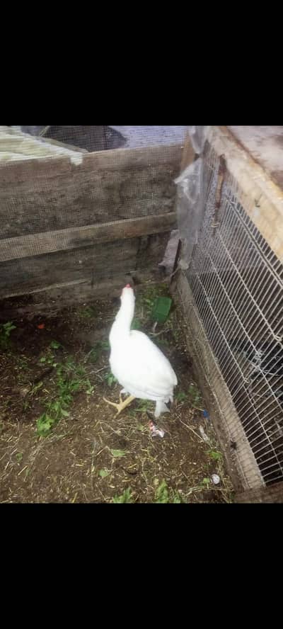 Aseel pair and chiks for sale