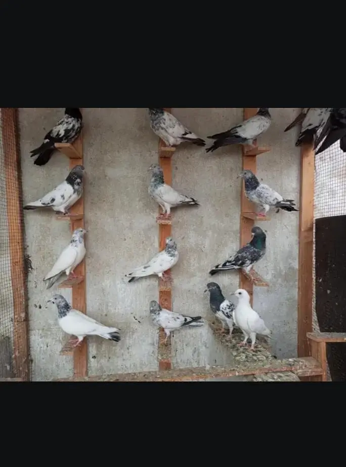 All setup pigeons — photo 4
