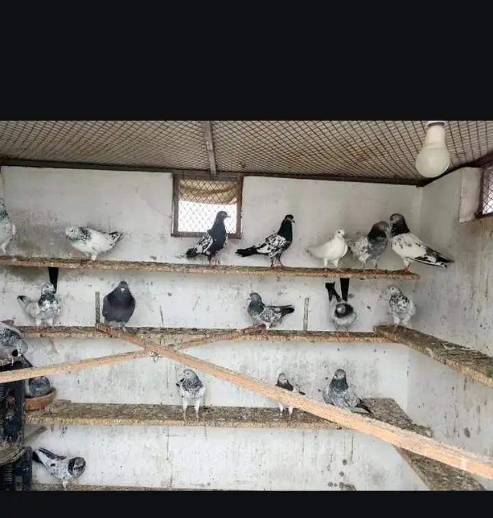All setup pigeons — photo 5