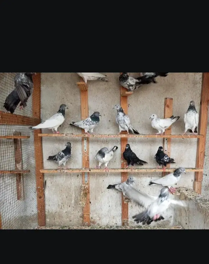 All setup pigeons — photo 6