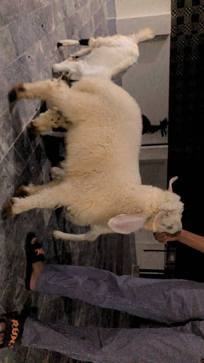 Tasman dumba male for sell