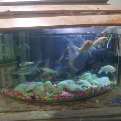 fishes for sale whit aqurim 3 blue line shark 4 shipping king