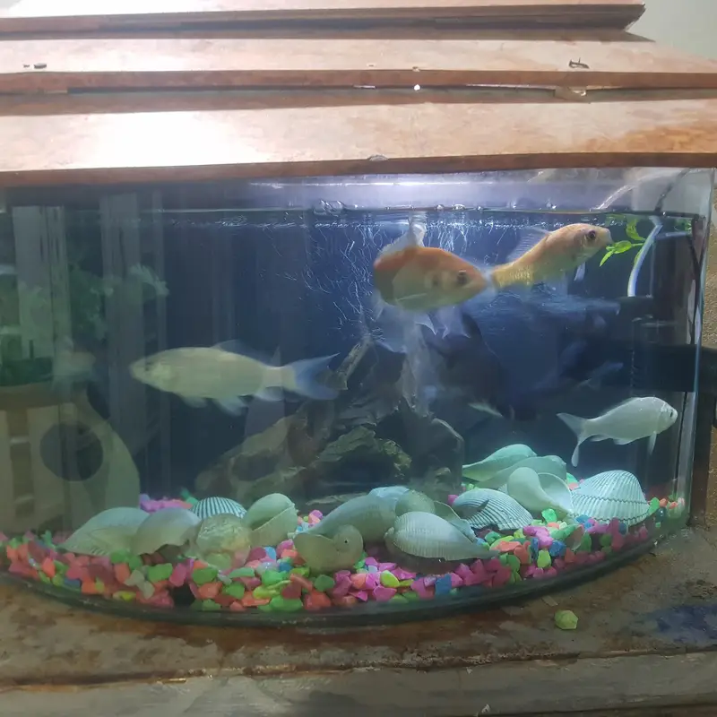 fishes for sale whit aqurim 3 blue line shark 4 shipping king — photo 2