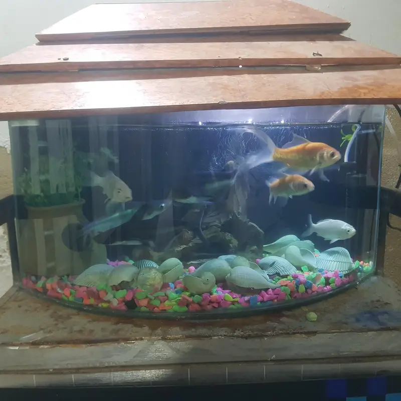 fishes for sale whit aqurim 3 blue line shark 4 shipping king — photo 3