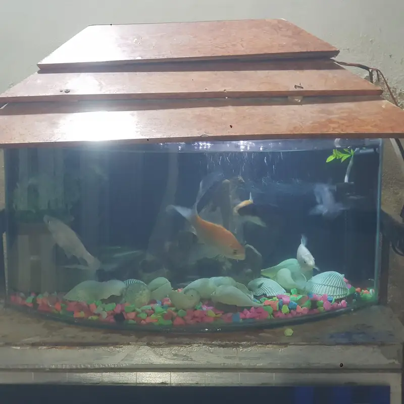 fishes for sale whit aqurim 3 blue line shark 4 shipping king — photo 4