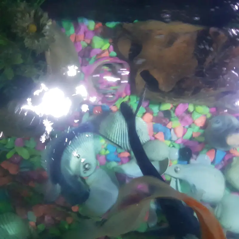 fishes for sale whit aqurim 3 blue line shark 4 shipping king — photo 5
