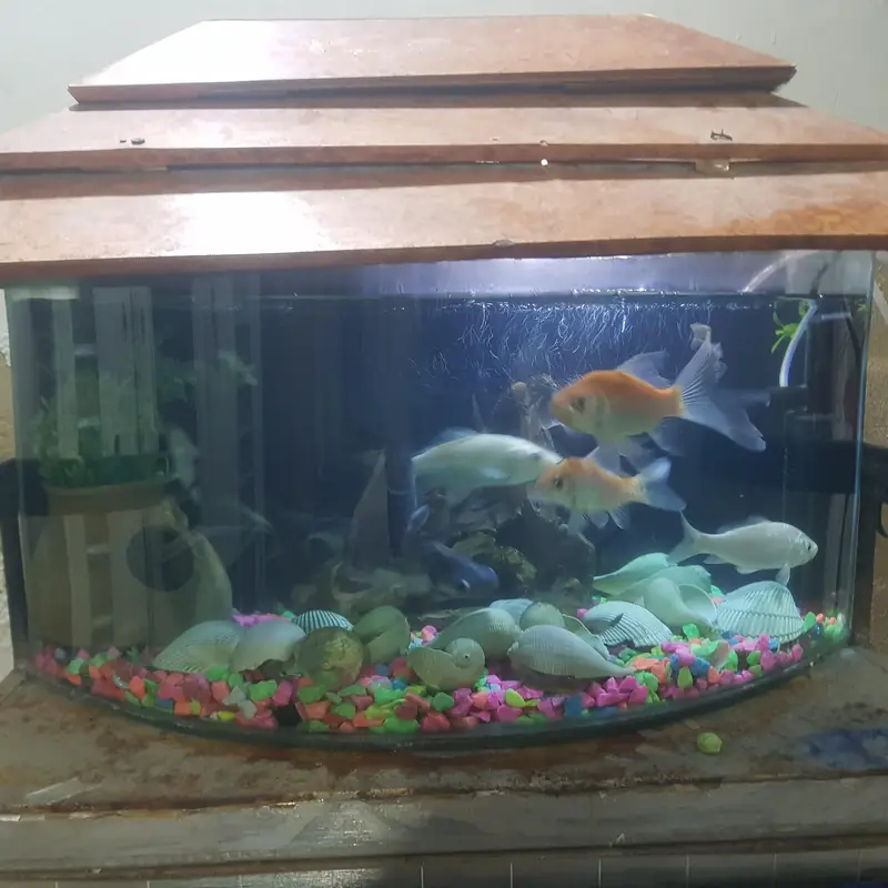 fishes for sale whit aqurim 3 blue line shark 4 shipping king — photo 6
