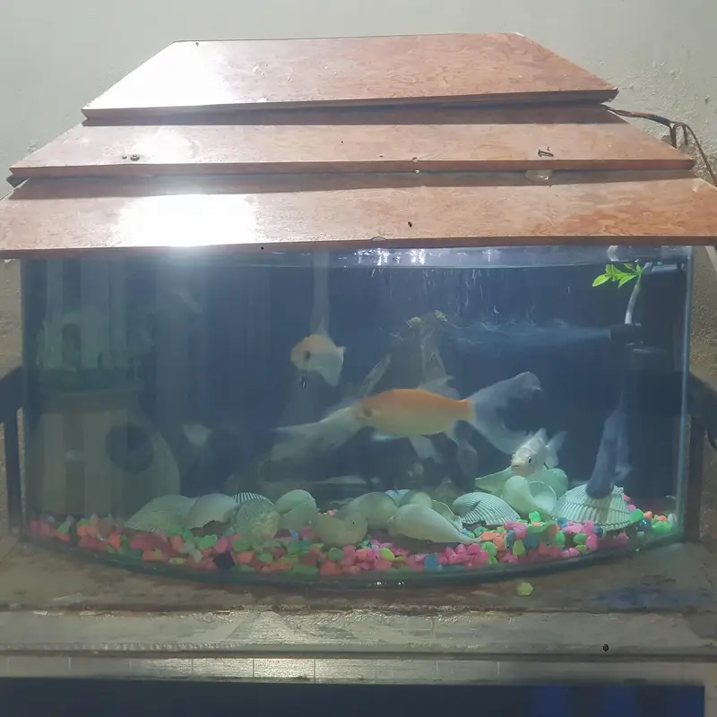 fishes for sale whit aqurim 3 blue line shark 4 shipping king — photo 7