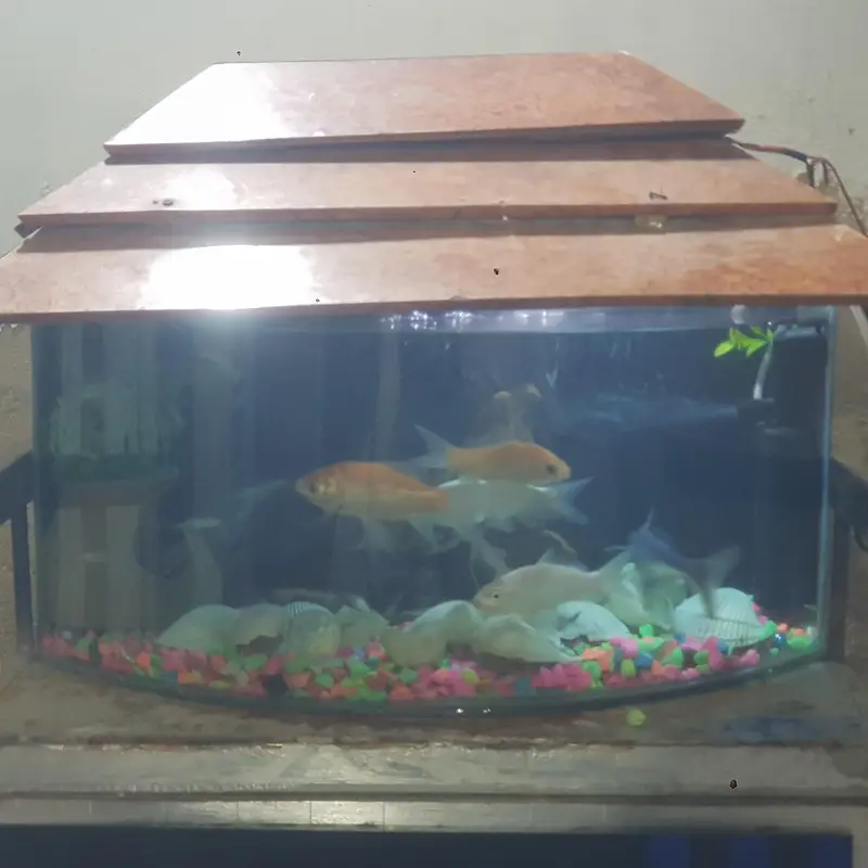 fishes for sale whit aqurim 3 blue line shark 4 shipping king — photo 8