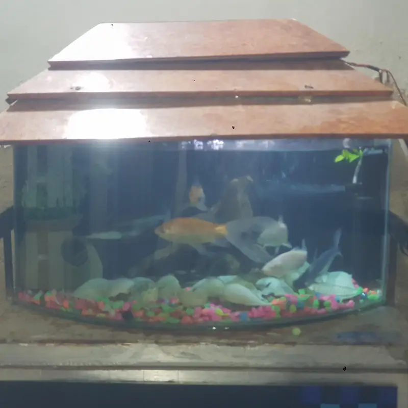 fishes for sale whit aqurim 3 blue line shark 4 shipping king — photo 9
