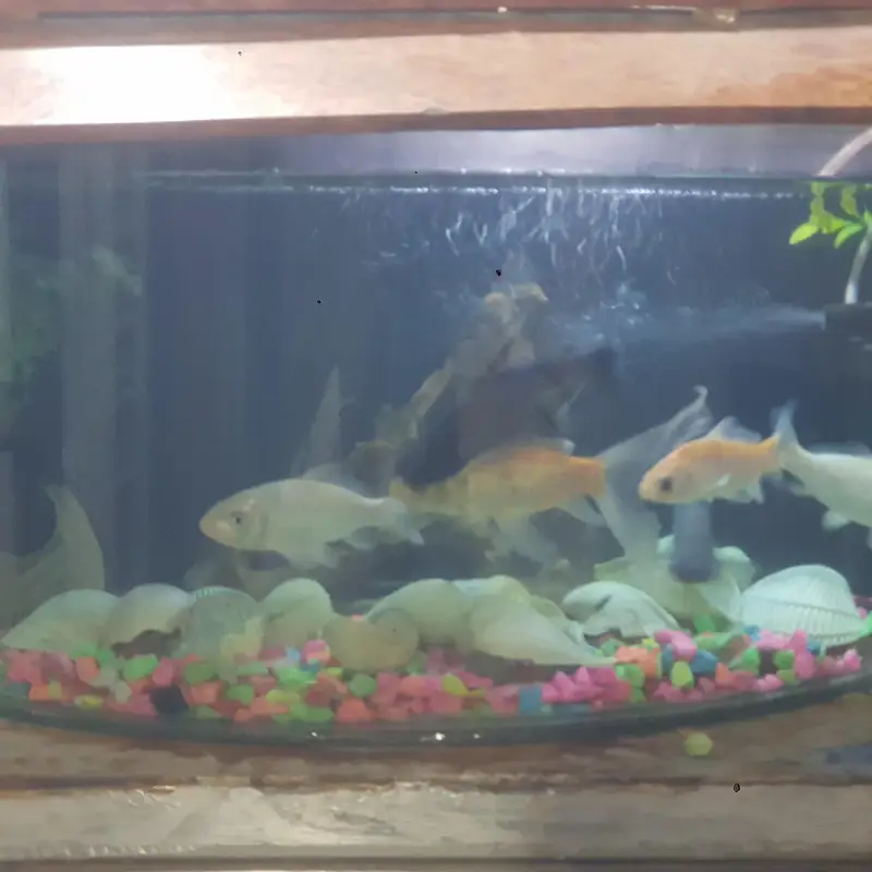 fishes for sale whit aqurim 3 blue line shark 4 shipping king — photo 10