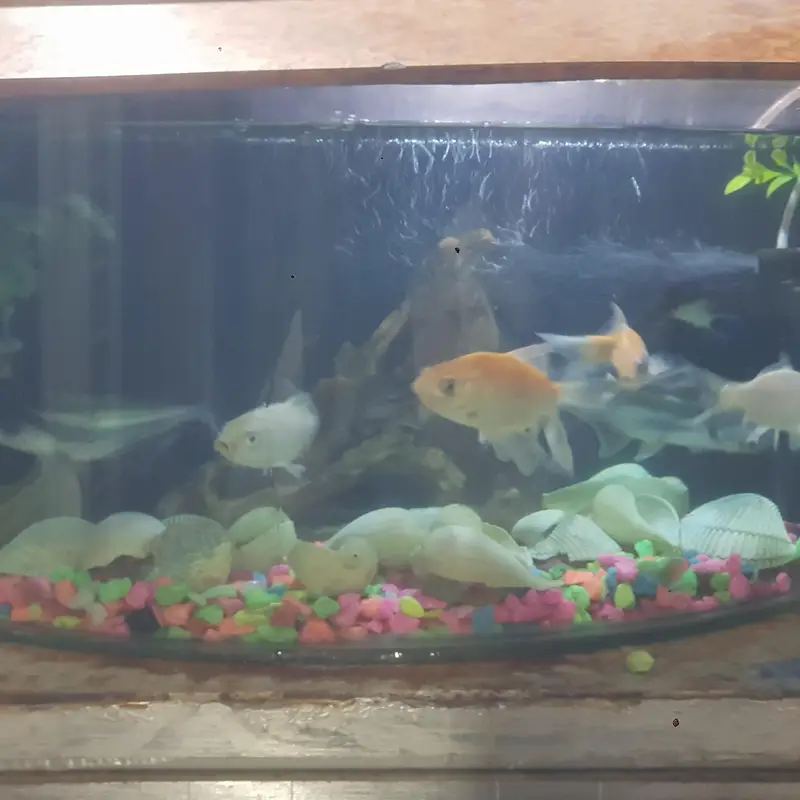fishes for sale whit aqurim 3 blue line shark 4 shipping king — photo 11