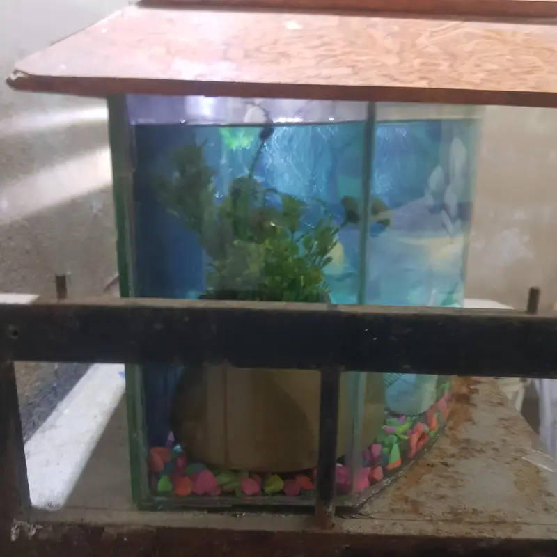 fishes for sale whit aqurim 3 blue line shark 4 shipping king — photo 12