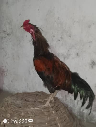 Aseel Shamo Heera Mianwali