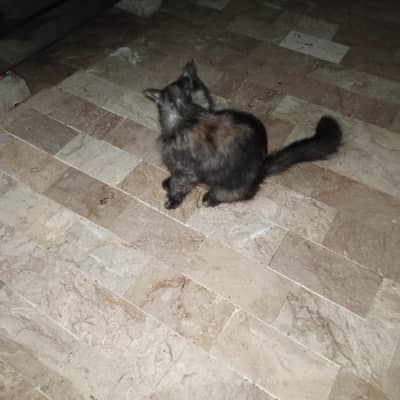 nice cat