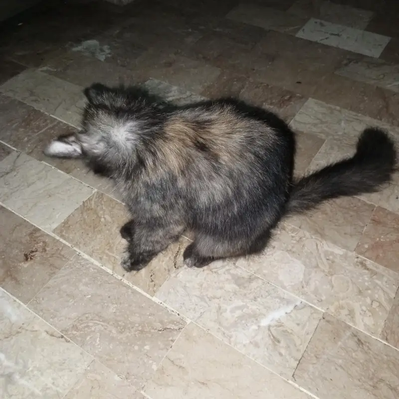 nice cat — photo 2