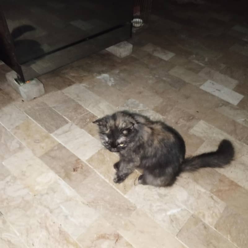 nice cat 2