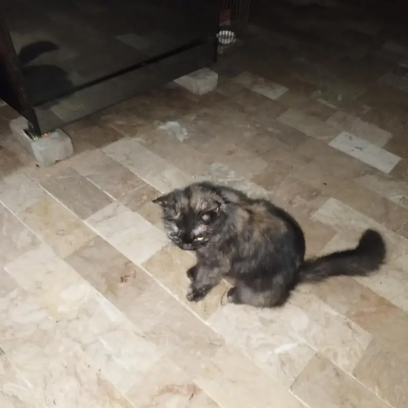 nice cat — photo 3