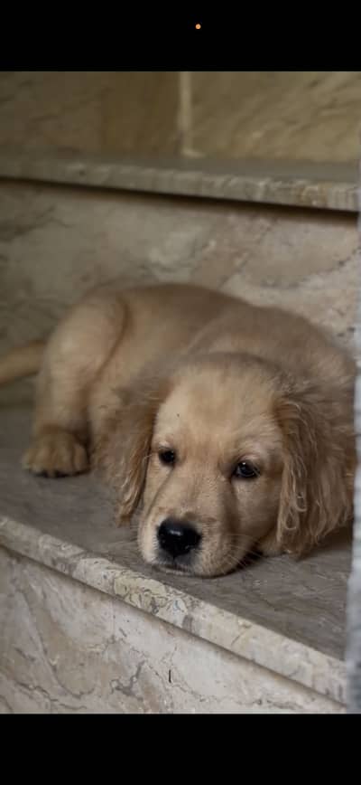 Golden Retriever Female Puppy for Sale 