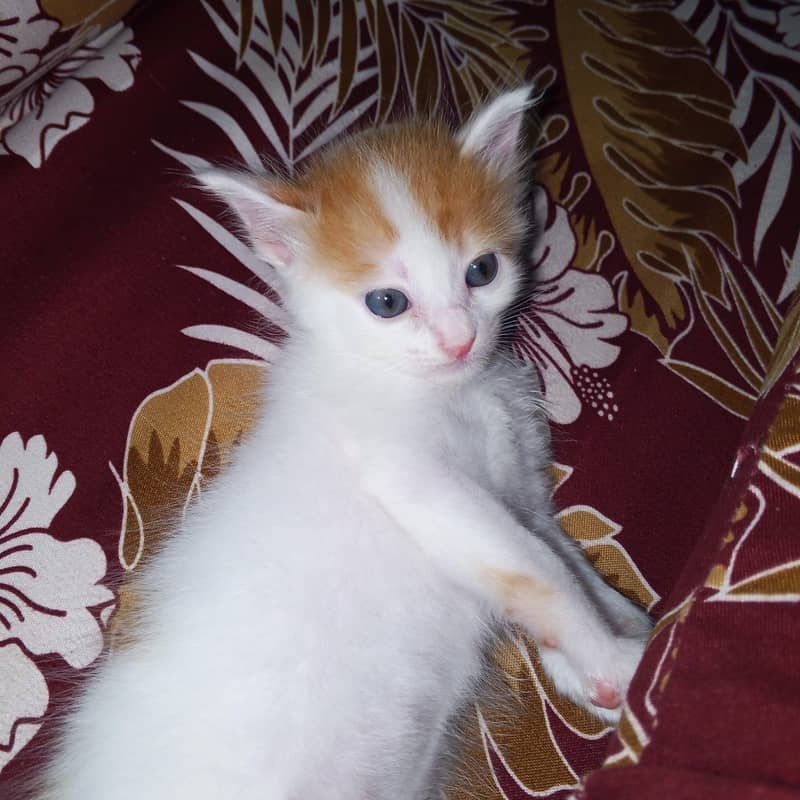 home cat 0