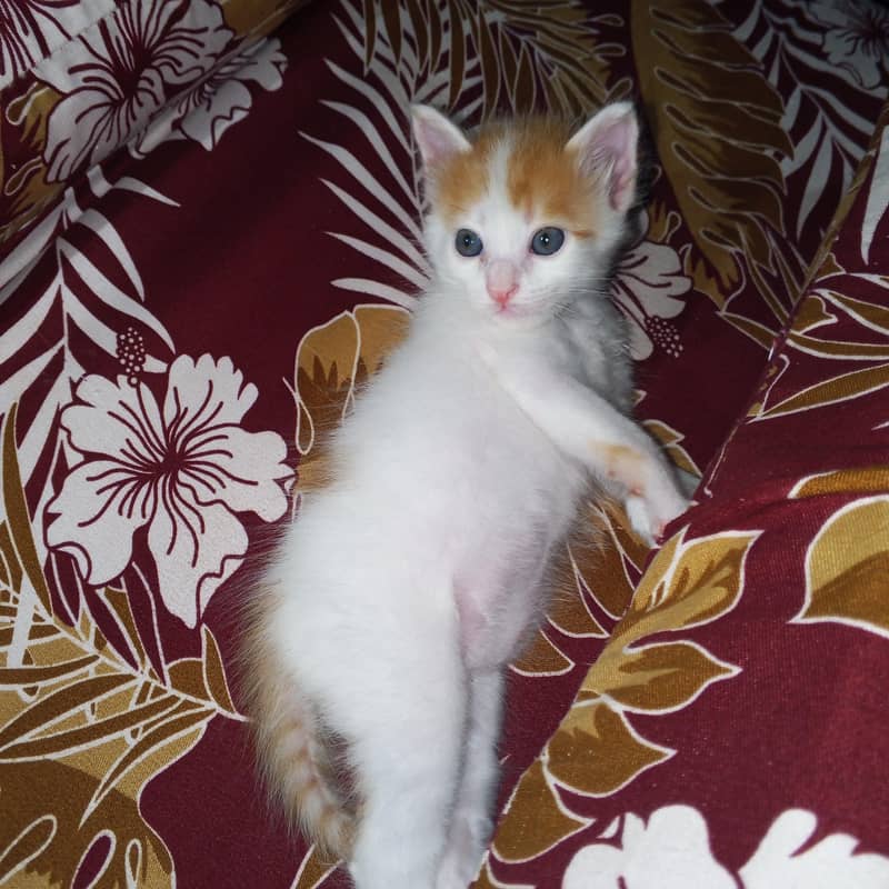 home cat 1