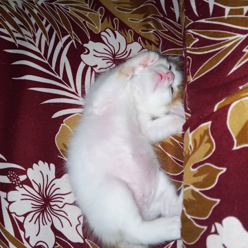 home cat 2