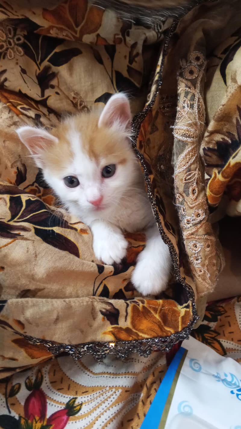 home cat 3
