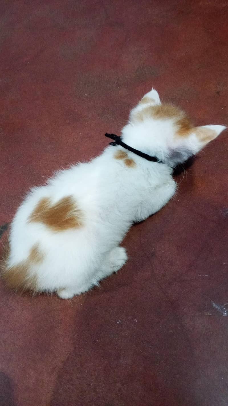 home cat 4