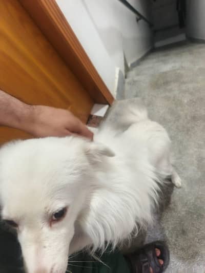 I want to sale my dog