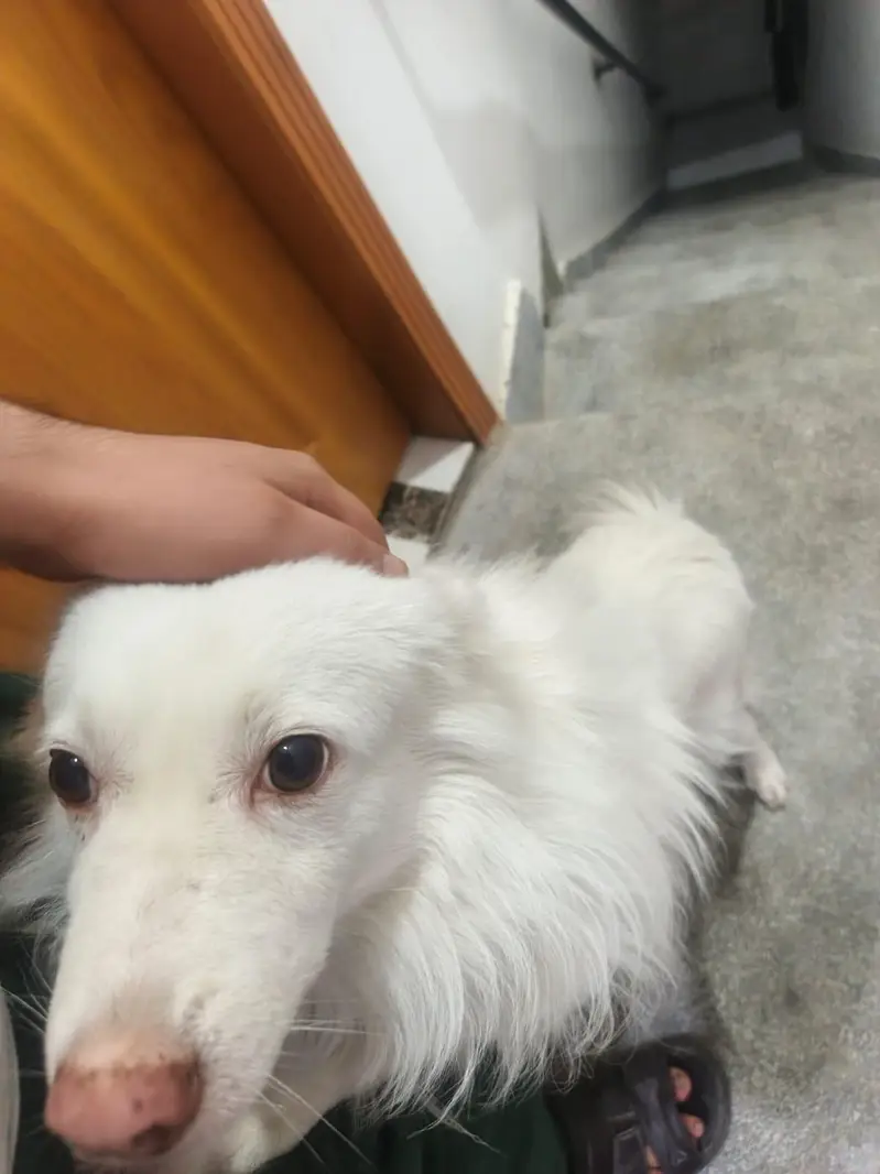 I want to sale my dog — photo 2