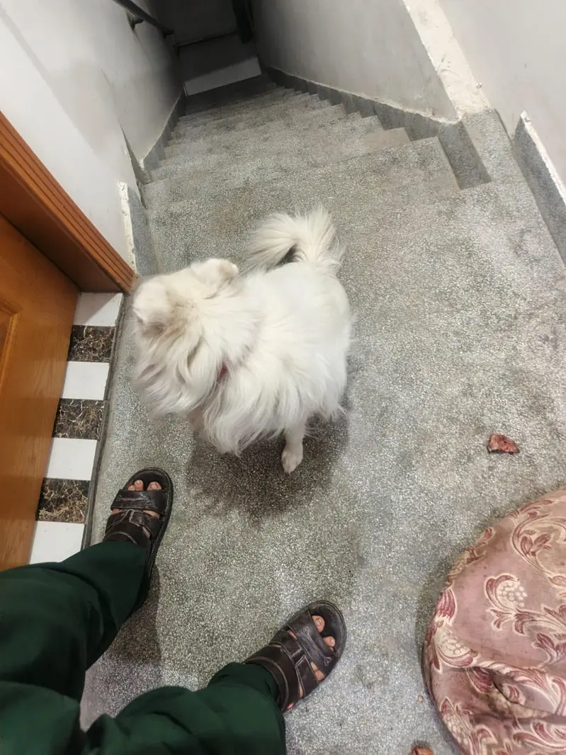I want to sale my dog — photo 3