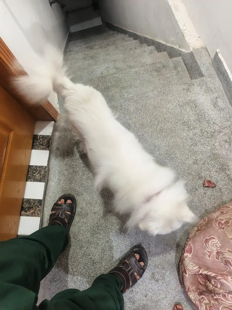 I want to sale my dog — photo 4