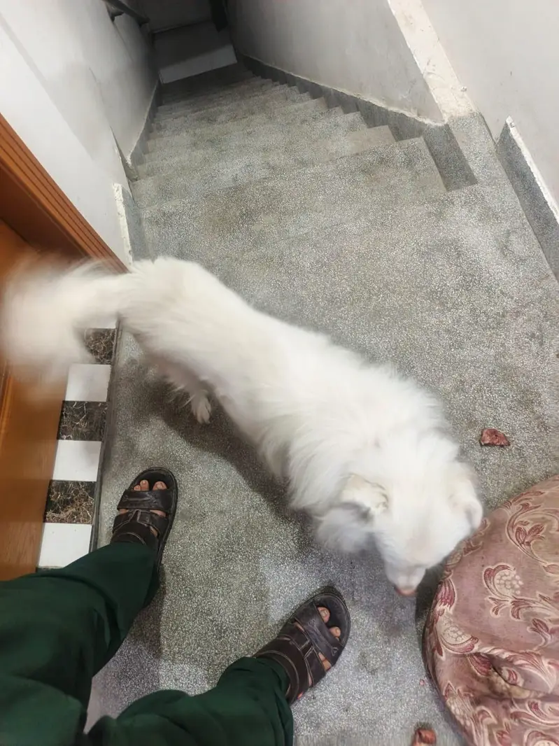I want to sale my dog — photo 5