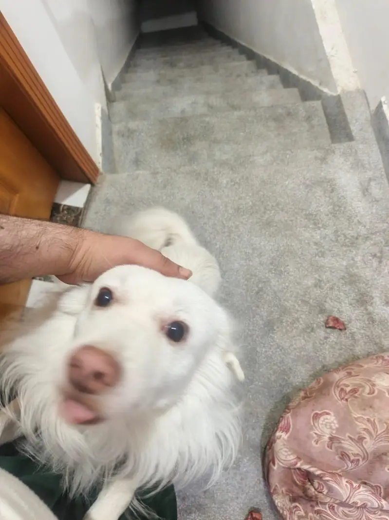 I want to sale my dog — photo 6
