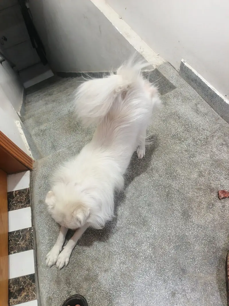 I want to sale my dog — photo 7