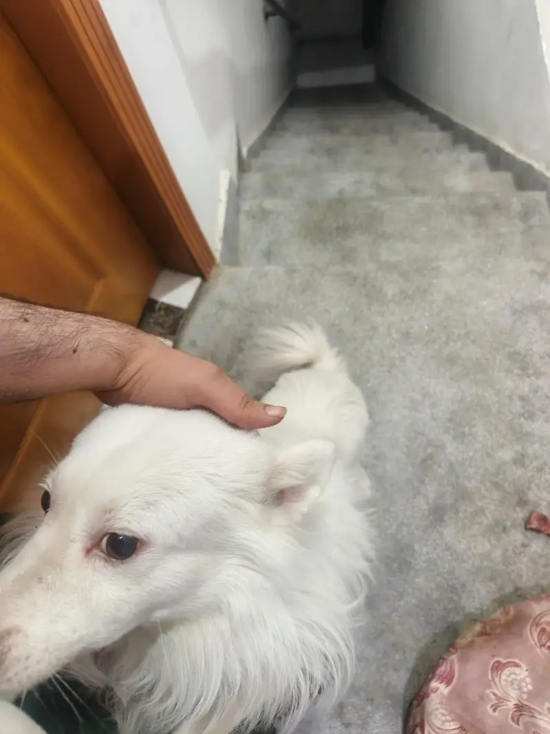 I want to sale my dog — photo 8