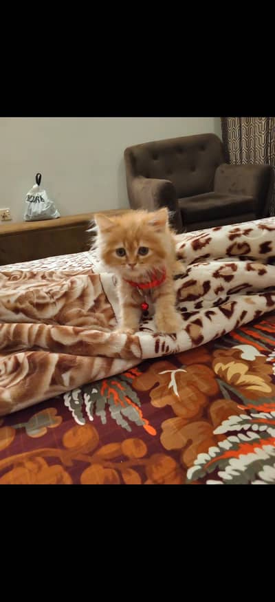 kitten 2months old fawn