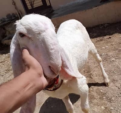 larkana gulabi D face dumba