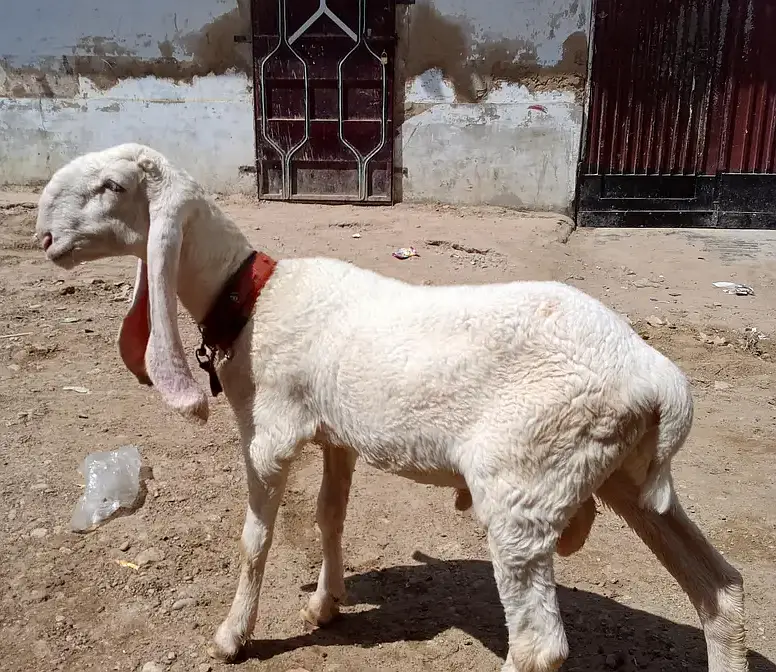 larkana gulabi D face dumba — photo 3