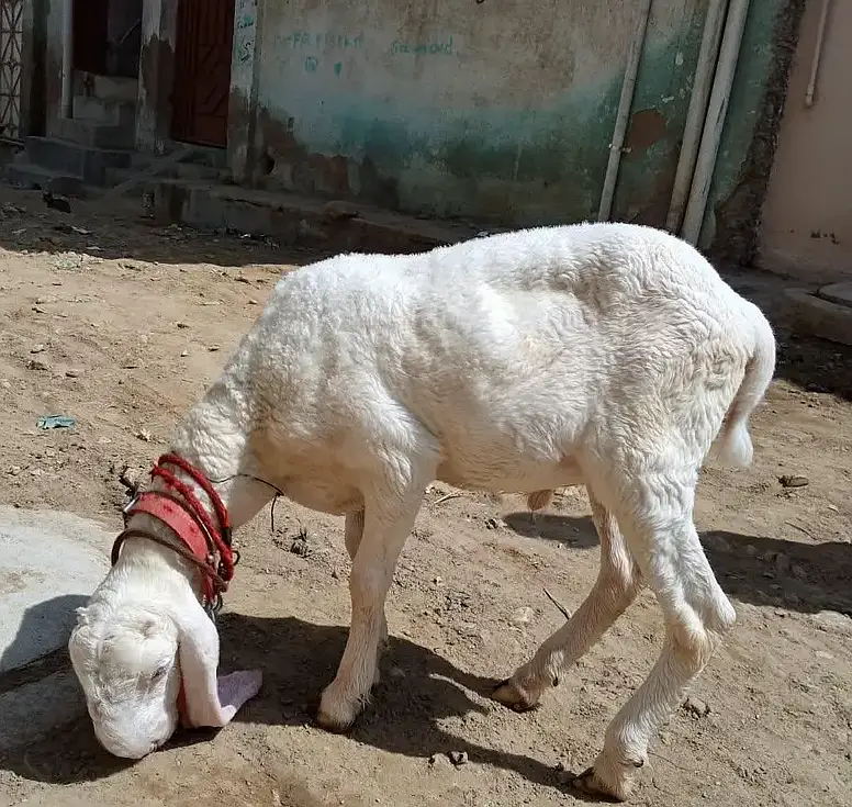 larkana gulabi D face dumba — photo 4