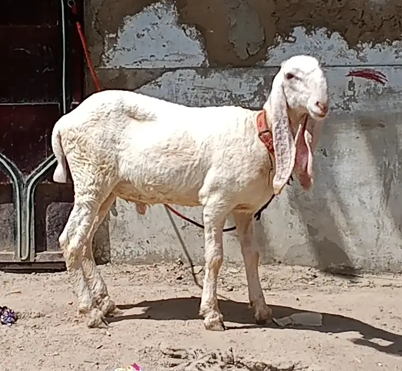 larkana gulabi D face dumba — photo 5