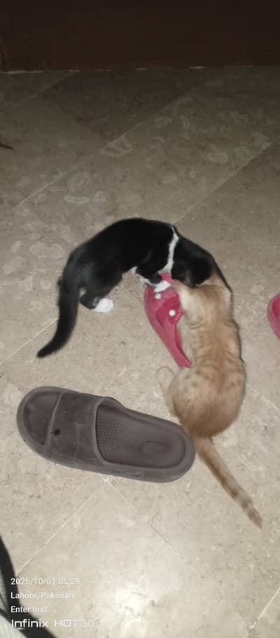 one Pair of kitten urgent for sale