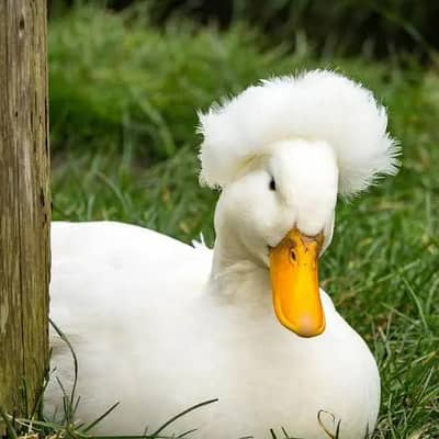 Crested male duck