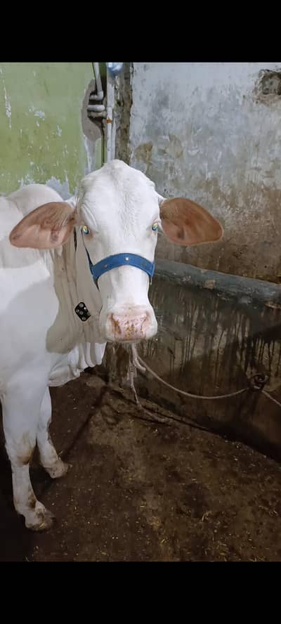 cow for sale